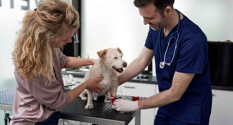 Alcaldía de Madrid lleva jornada de Bienestar Animal a la vereda Puente de Piedra