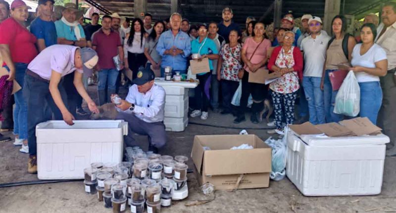 Cundinamarca fortalece el control biológico para proteger cultivos de caña panelera