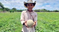 Beltrán avanza en su transición productiva con proyecto ambiental de cultivo de melón