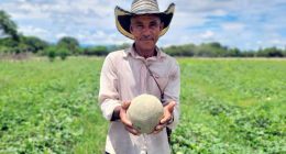 Beltrán avanza en su transición productiva con proyecto ambiental de cultivo de melón