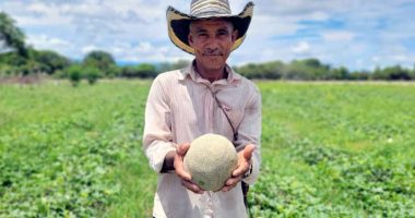 Beltrán avanza en su transición productiva con proyecto ambiental de cultivo de melón