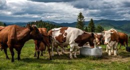 Cundinamarca se consolida como el segundo productor lechero de Colombia