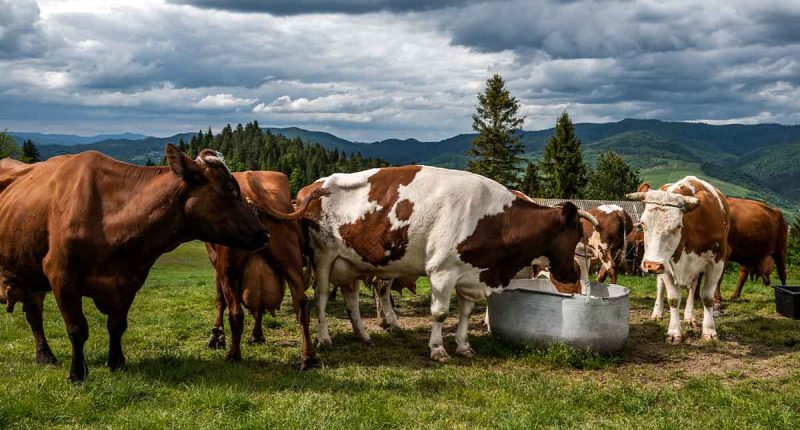 Cundinamarca se consolida como el segundo productor lechero de Colombia