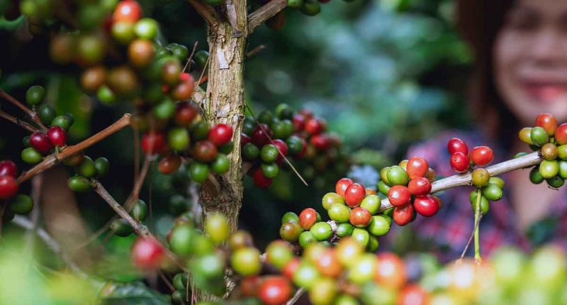 La Mesa celebra la X Feria Regional Cafetera 2025 con concursos y premiaciones