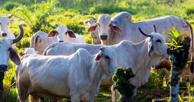 Chipaque 2025 se prepara para la mejor feria ganadera de la región