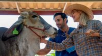 La Mesa invita a la Feria Comercial Ganadera 2025 para fortalecer el campo local