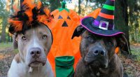 Soacha celebrará Halloween con pasarela para mascotas en Ciudad Verde