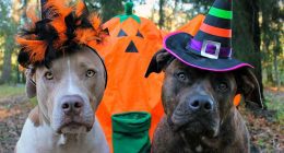 Soacha celebrará Halloween con pasarela para mascotas en Ciudad Verde
