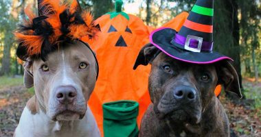 Soacha celebrará Halloween con pasarela para mascotas en Ciudad Verde