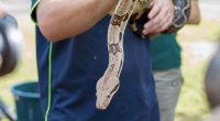 Cundinamarca capacita a bomberos en manejo de serpientes para proteger comunidades y fauna silvestre