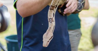 Cundinamarca capacita a bomberos en manejo de serpientes para proteger comunidades y fauna silvestre