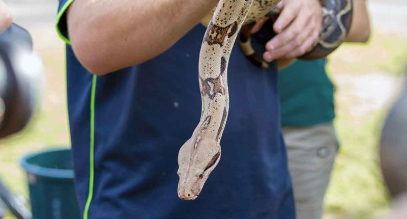 Cundinamarca capacita a bomberos en manejo de serpientes para proteger comunidades y fauna silvestre