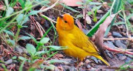 Supatá celebró el October Big Day con jornada de avistamiento de aves en la Laguna El Pajona