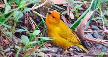 Supatá celebró el October Big Day con jornada de avistamiento de aves en la Laguna El Pajona