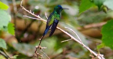 Tena, protagonista del October Big Day 2025: un encuentro mundial por la conservación de las aves
