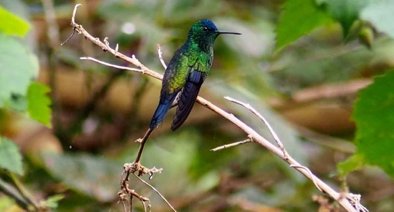 Tena, protagonista del October Big Day 2025: un encuentro mundial por la conservación de las aves