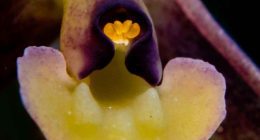 Descubren nueva especie de orquídea en Tenjo, Cundinamarca: Epidendrum juaicaense