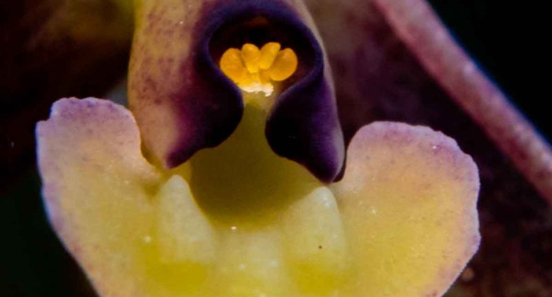 Descubren nueva especie de orquídea en Tenjo, Cundinamarca: Epidendrum juaicaense