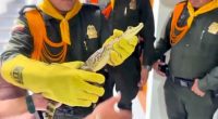 Policía de Soacha rescata una babilla en cautiverio y dos aves silvestres gracias al apoyo ciudadano