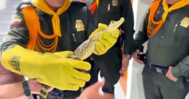 Policía de Soacha rescata una babilla en cautiverio y dos aves silvestres gracias al apoyo ciudadano