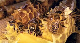 Cundinamarca fortalece el rescate y cuidado de abejas con jornada práctica en Cáqueza
