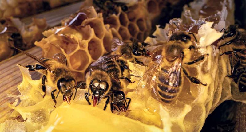 Cundinamarca fortalece el rescate y cuidado de abejas con jornada práctica en Cáqueza