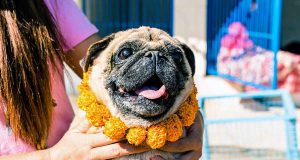 Mosquera celebra la Semana de Bienestar Animal con jornadas, adopciones y actividades pedagógicas