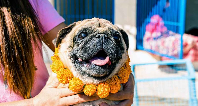 Mosquera celebra la Semana de Bienestar Animal con jornadas, adopciones y actividades pedagógicas