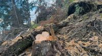 CAR denuncia tala ilegal de más de 120 árboles en zona rural de Pacho