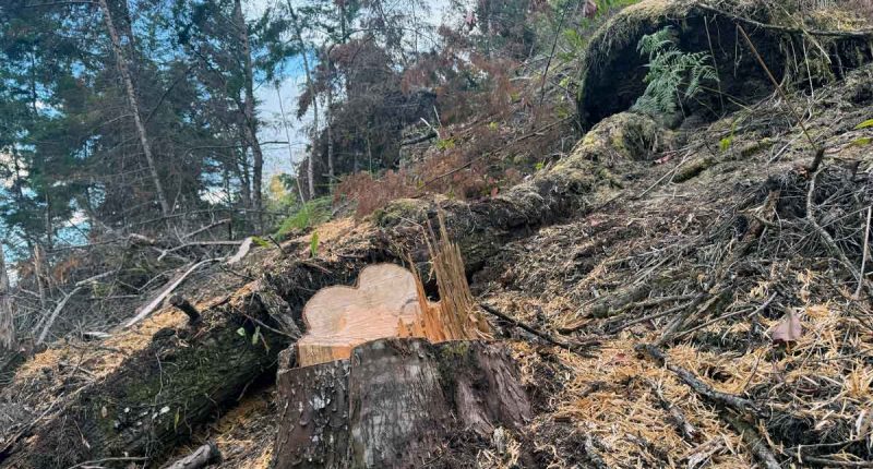 CAR denuncia tala ilegal de más de 120 árboles en zona rural de Pacho