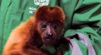 Cundinamarca y Bogotá refuerzan acciones contra el tráfico de fauna silvestre