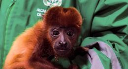 Cundinamarca y Bogotá refuerzan acciones contra el tráfico de fauna silvestre