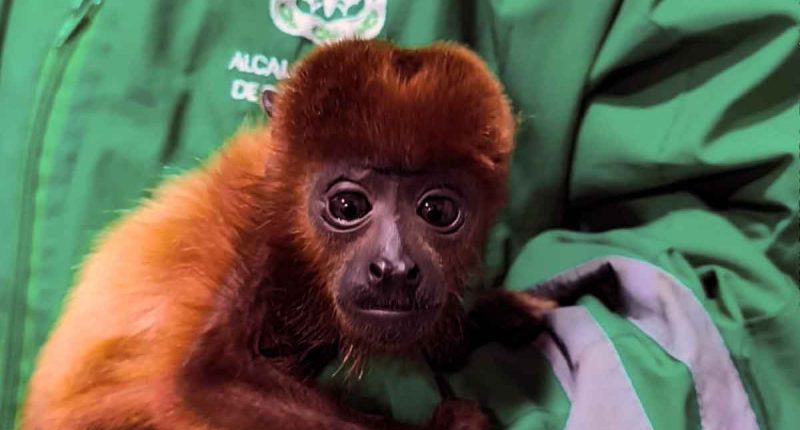 Cundinamarca y Bogotá refuerzan acciones contra el tráfico de fauna silvestre