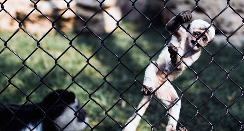 Autoridades refuerzan controles contra el tráfico de fauna silvestre en Bogotá y Cundinamarca