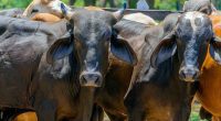 Segundo Ciclo de Vacunación contra la Fiebre Aftosa y Brucelosis