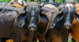 Segundo Ciclo de Vacunación contra la Fiebre Aftosa y Brucelosis