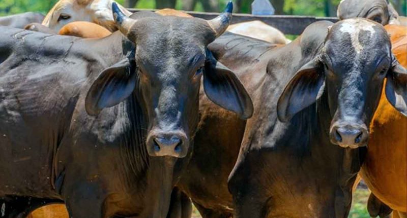 Segundo Ciclo de Vacunación contra la Fiebre Aftosa y Brucelosis