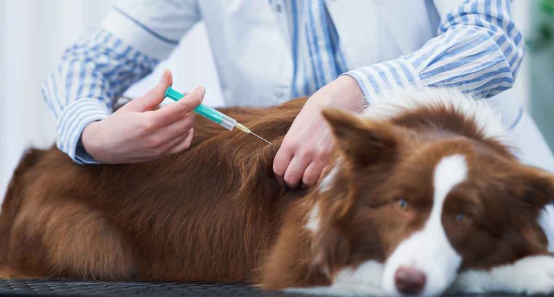 Madrid refuerza la salud animal con jornadas gratuitas de vacunación antirrábica
