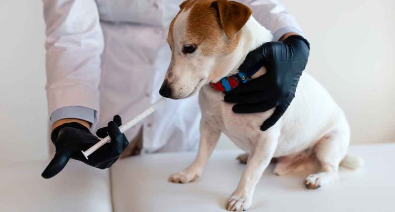 Soacha realiza jornadas gratuitas de vacunación antirrábica durante octubre