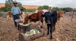 Producción ganadera en Beltrán: capacítate gratis este 20 de noviembre