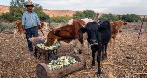 Producción ganadera en Beltrán: capacítate gratis este 20 de noviembre