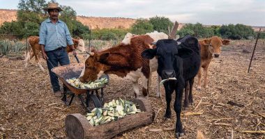 Producción ganadera en Beltrán: capacítate gratis este 20 de noviembre
