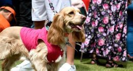 Anuncian nueva jornada gratuita de esterilización para animales de la Comuna 6 en Soacha