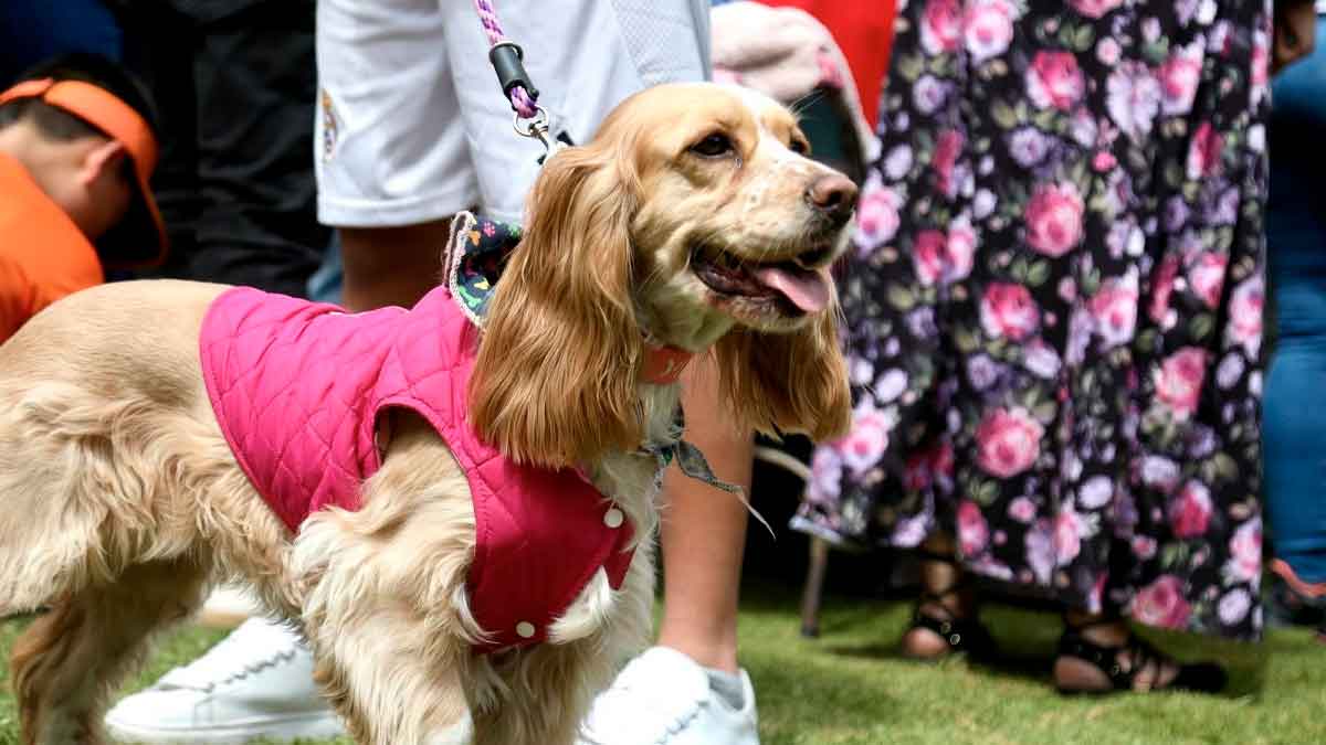 Anuncian nueva jornada gratuita de esterilización para animales de la Comuna 6 en Soacha