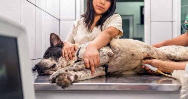 San Bernardo invita a participar en la jornada de esterilización para caninos y felinos
