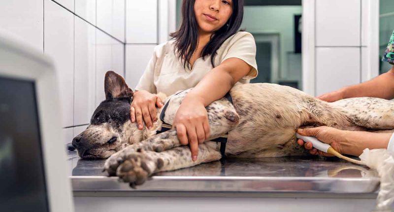 San Bernardo invita a participar en la jornada de esterilización para caninos y felinos