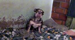 Más de 30 animales fueron rescatados de condiciones deplorables en Soacha