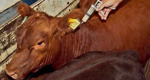 Vacunación contra la fiebre aftosa en La Mesa: inicia el segundo ciclo para ganaderos del municipio