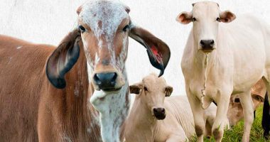 Villeta realizará Gran Mercado Comercial Ganadero para impulsar la economía rural