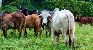 Culminó con éxito proyecto de ganadería sostenible y regenerativa en alianza con Fedegán